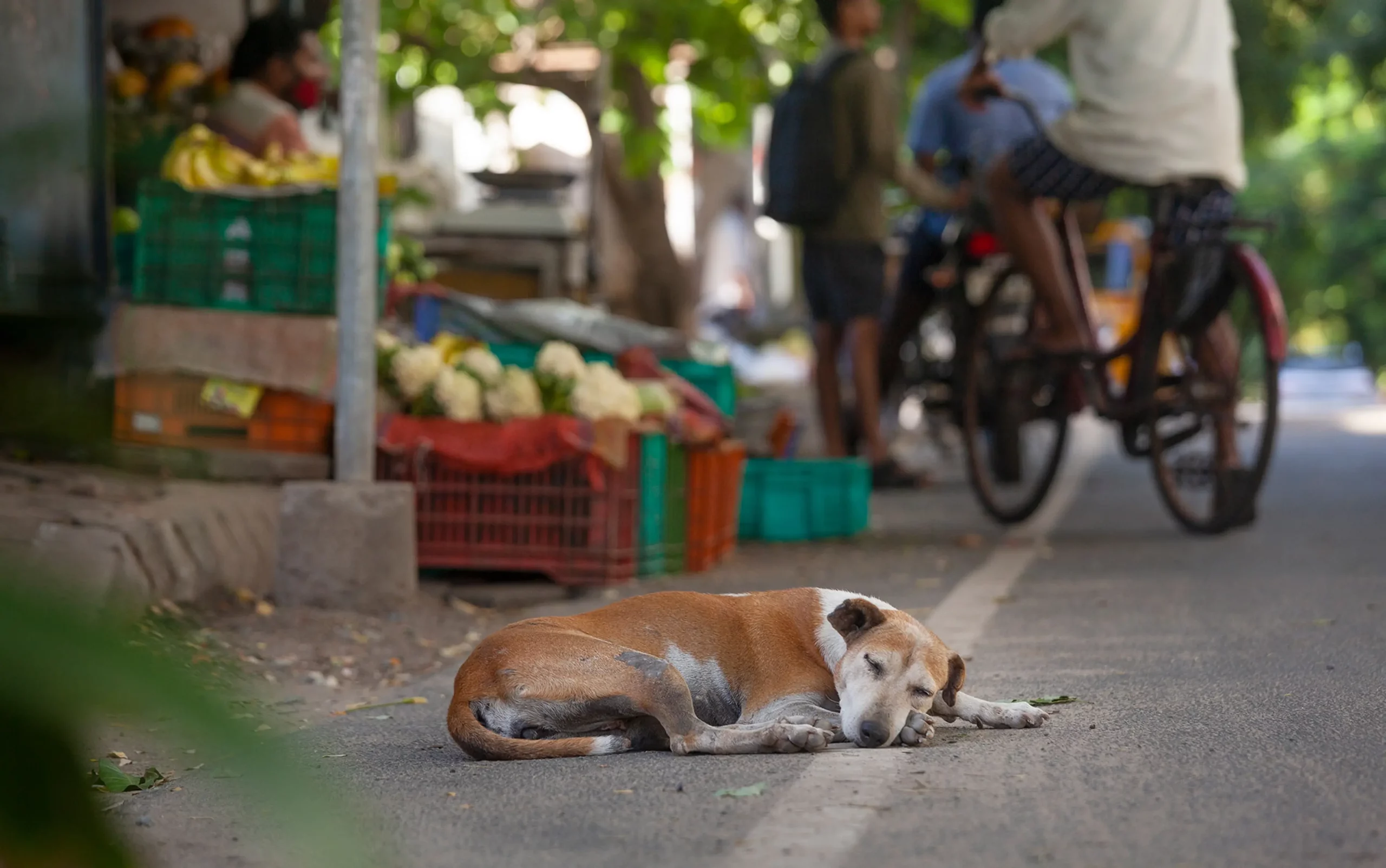 Read more about the article Creating Animal-Friendly Cities: How Communities Can Help Street Dogs