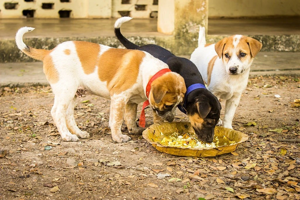 Read more about the article Feeding Stray Dogs: What to Feed, What to Avoid and How to Do It Right