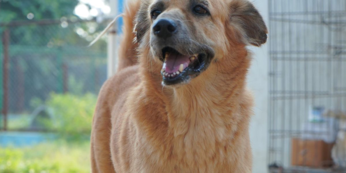 Animal Cruelty Act