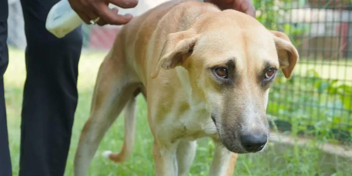 Common Diseases in Stray Dogs