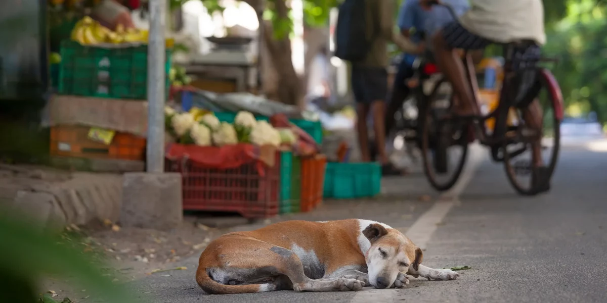 Creating Animal-Friendly Cities