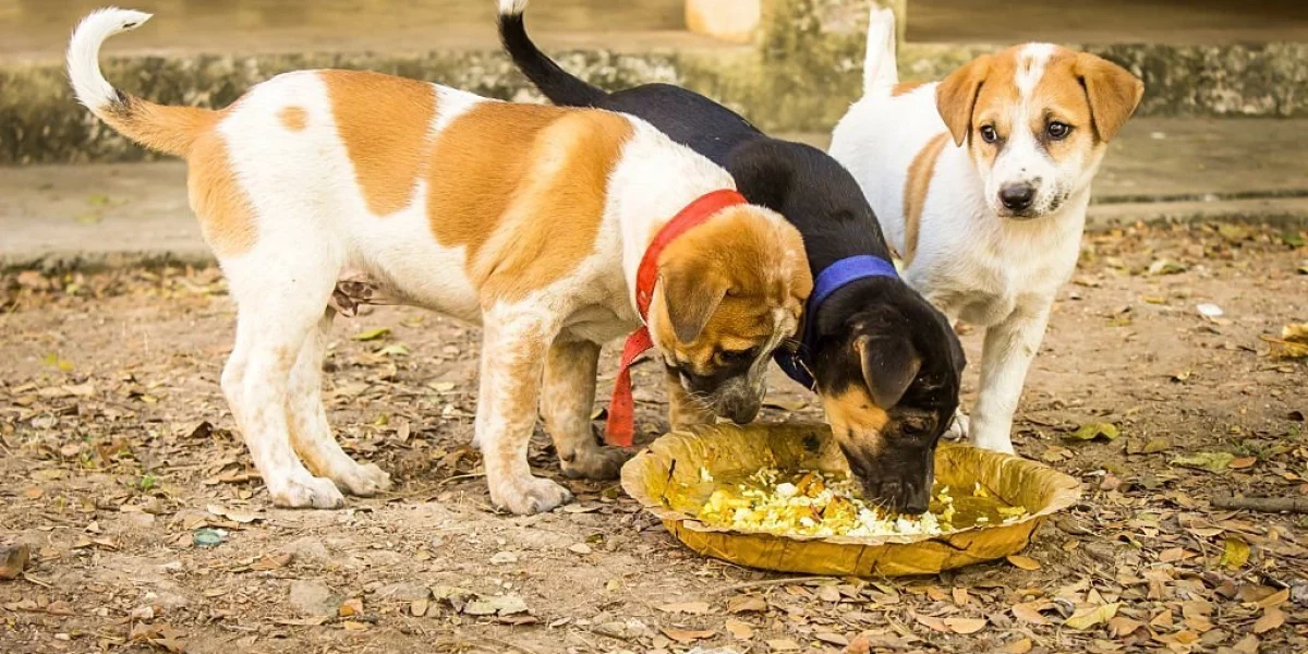 Feeding Stray Dogs