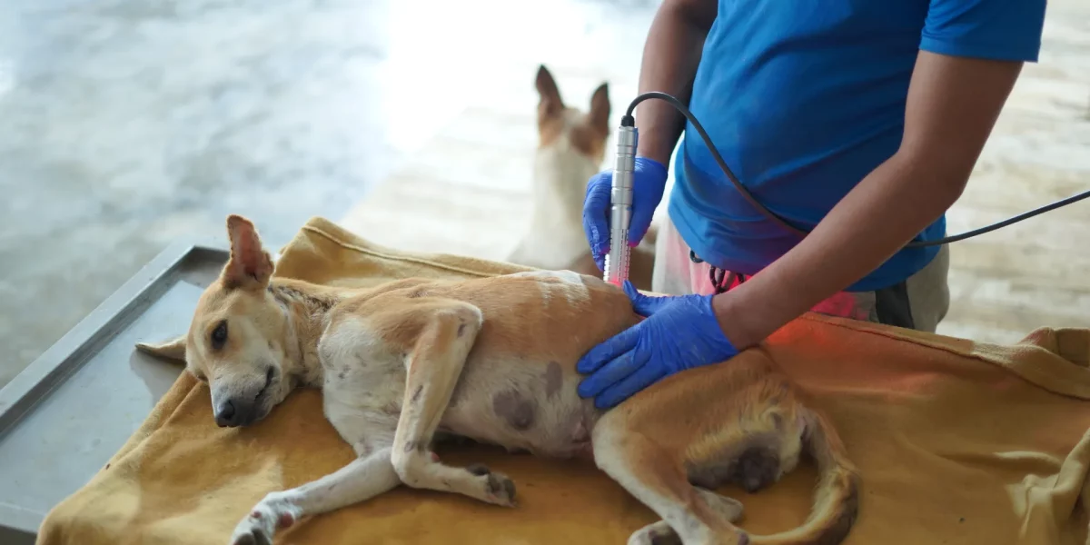 Foster a Rescued Dog