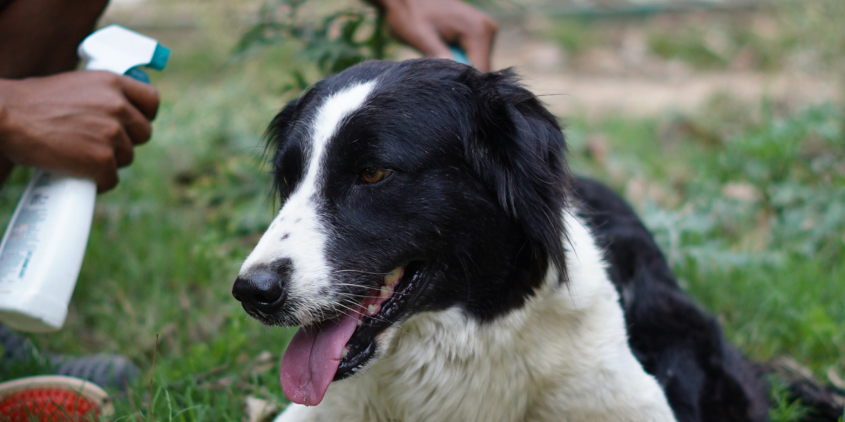 stray dog