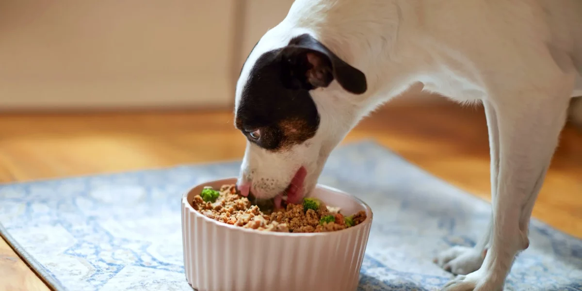 dog feeding