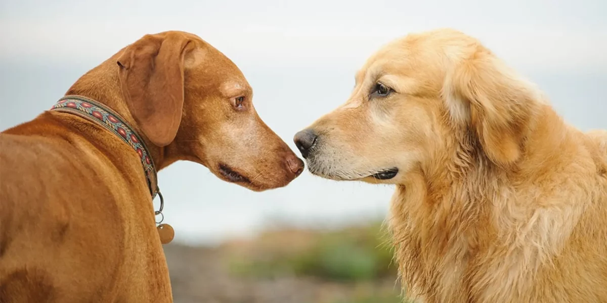 Introduce a Rescued Dog