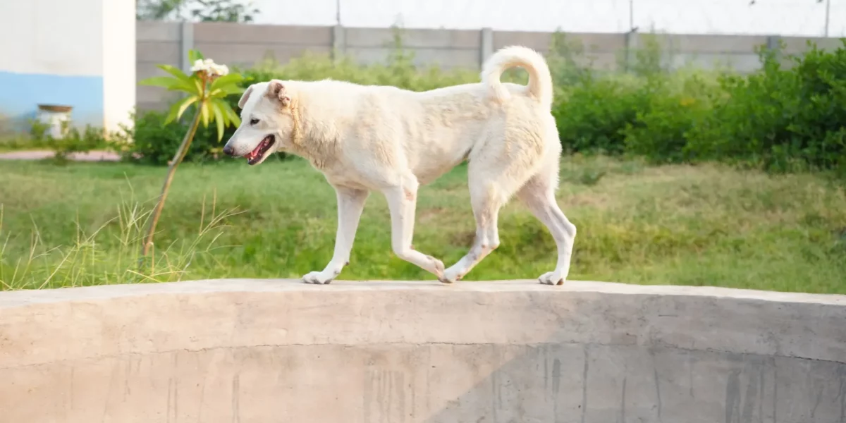Animal Rescue Stories