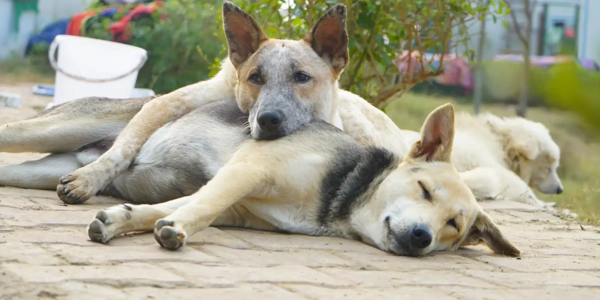 stray dogs