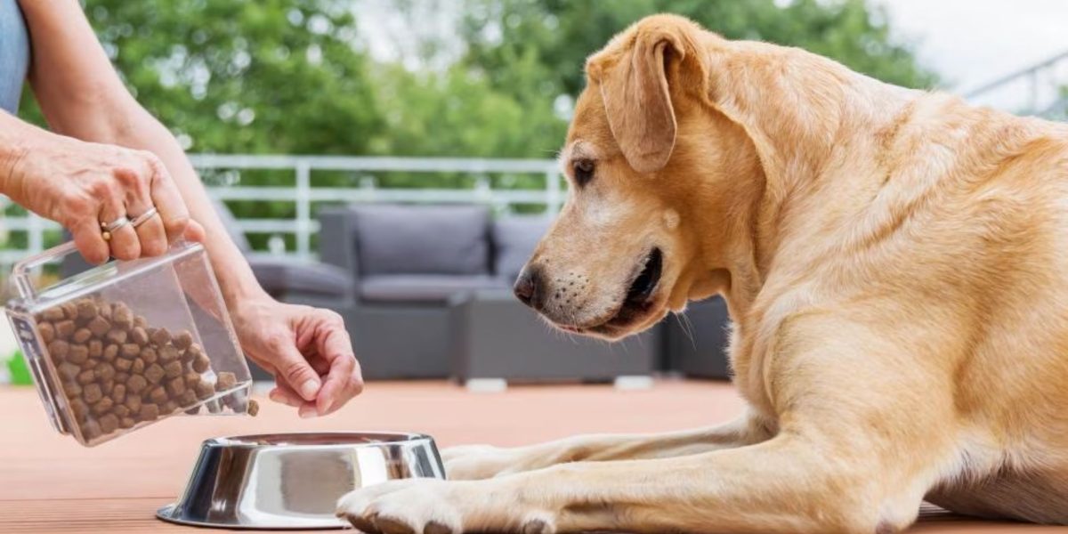 Dog Food for Allergies: