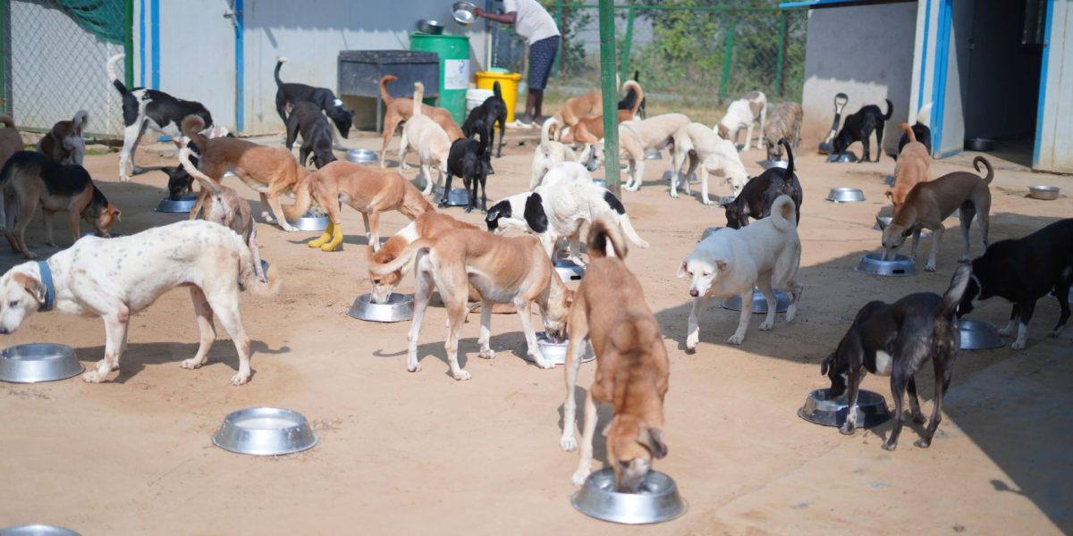 NGO Donations