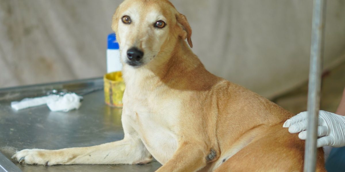 Parvo Vaccine for Dogs