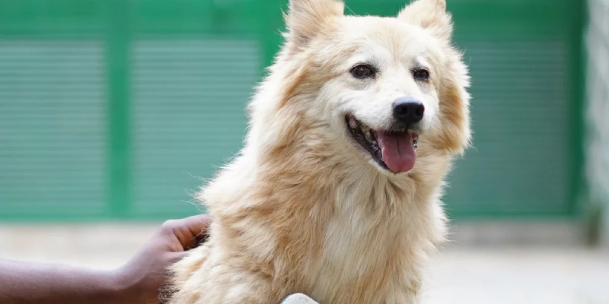 Pet Insurance