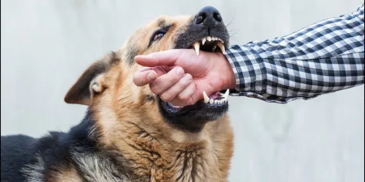 Rabies in India