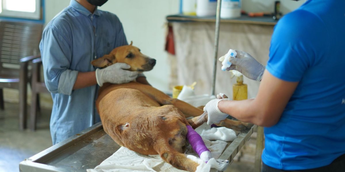 Dog Shelter Home Near Me