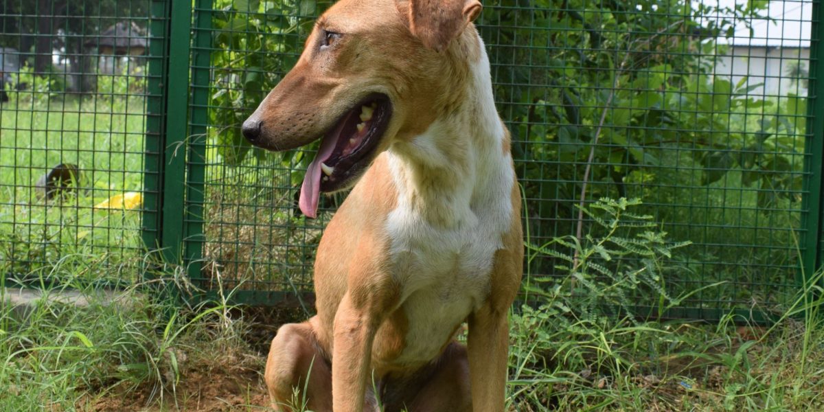 Pet Shelter in Delhi