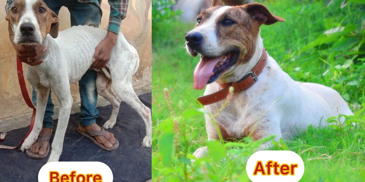 Donate to Stray Animals