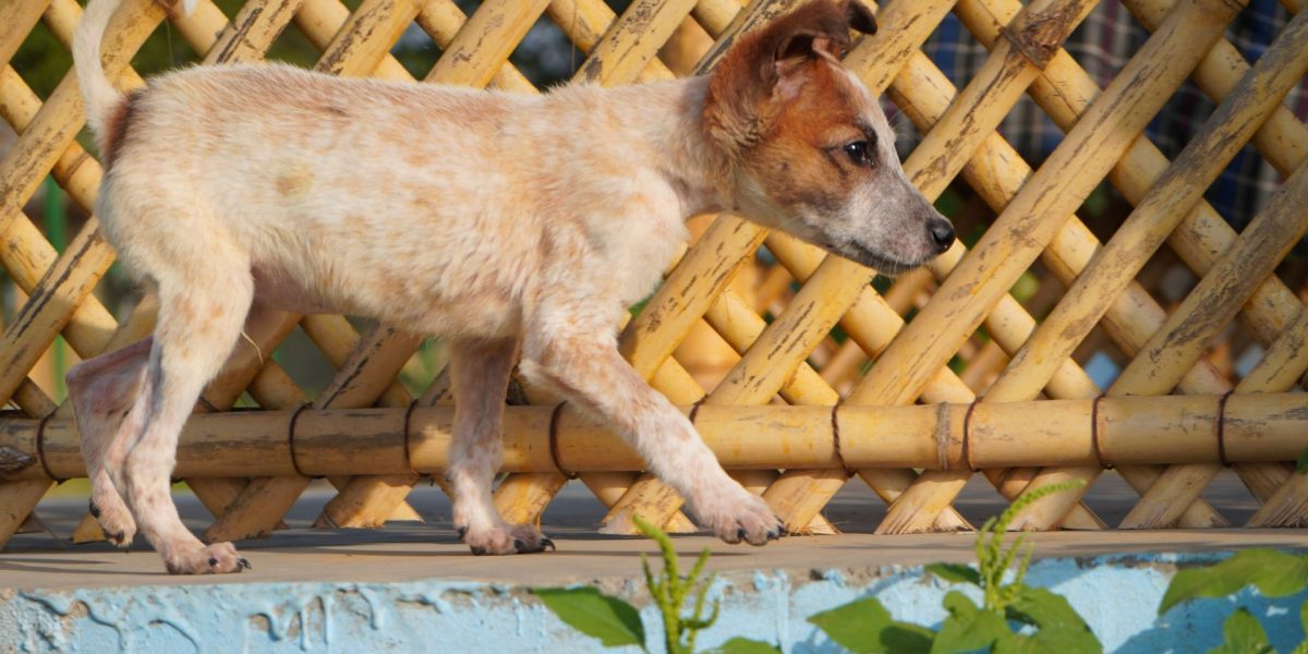 Animal Rescue Foundations