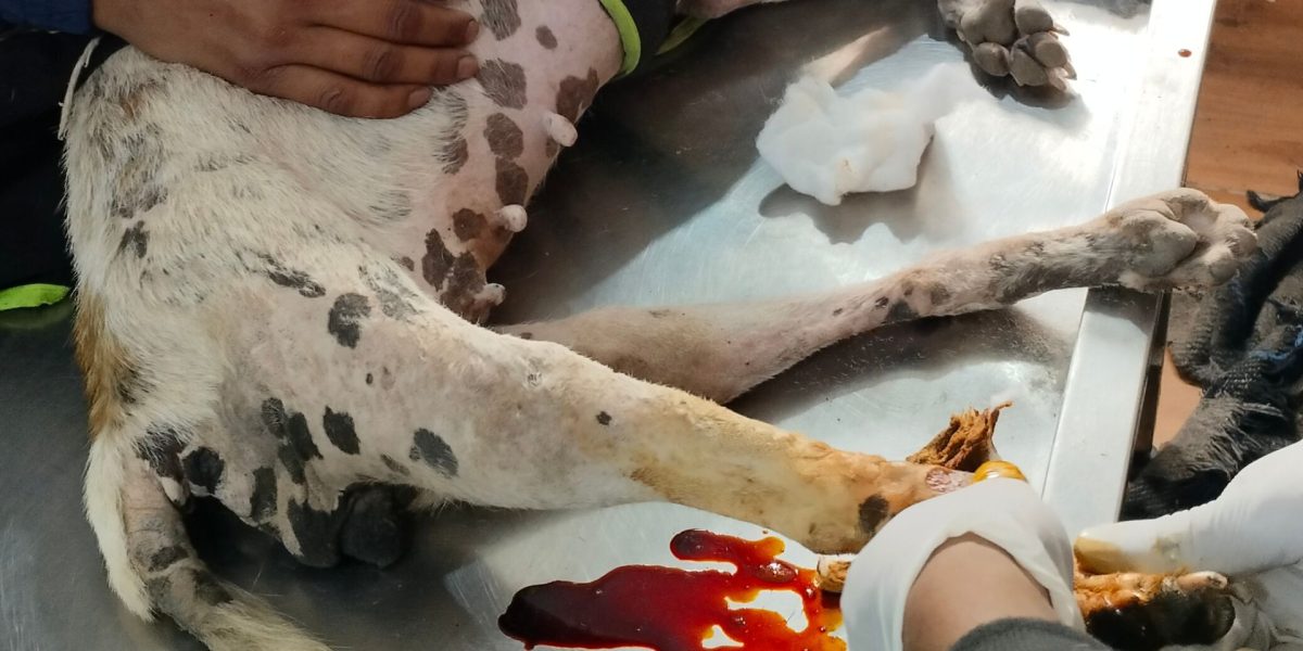 Noida Animal Shelters