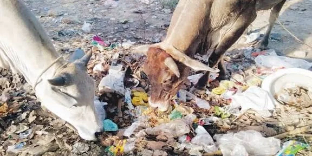 Stray Cattle