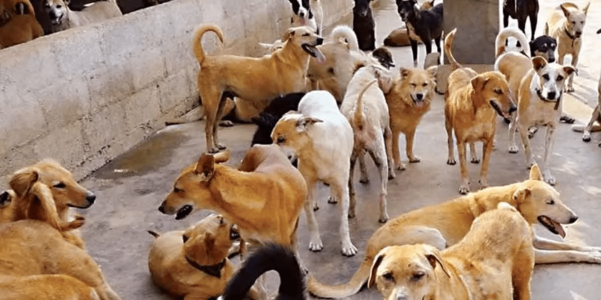 Stray Dog Population