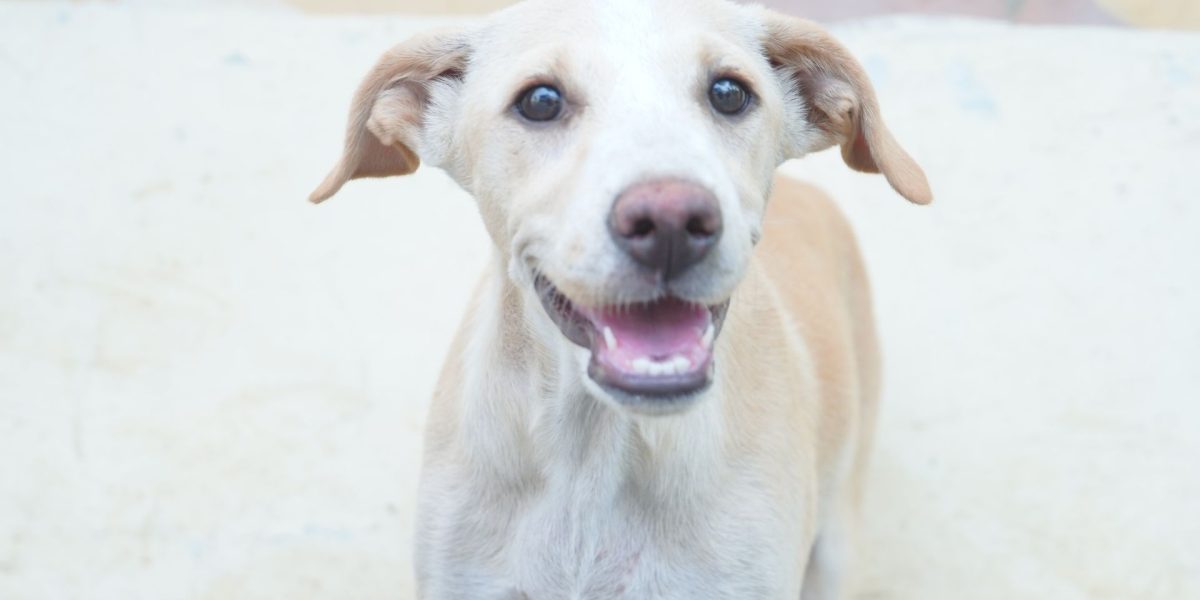 Dog Rehoming