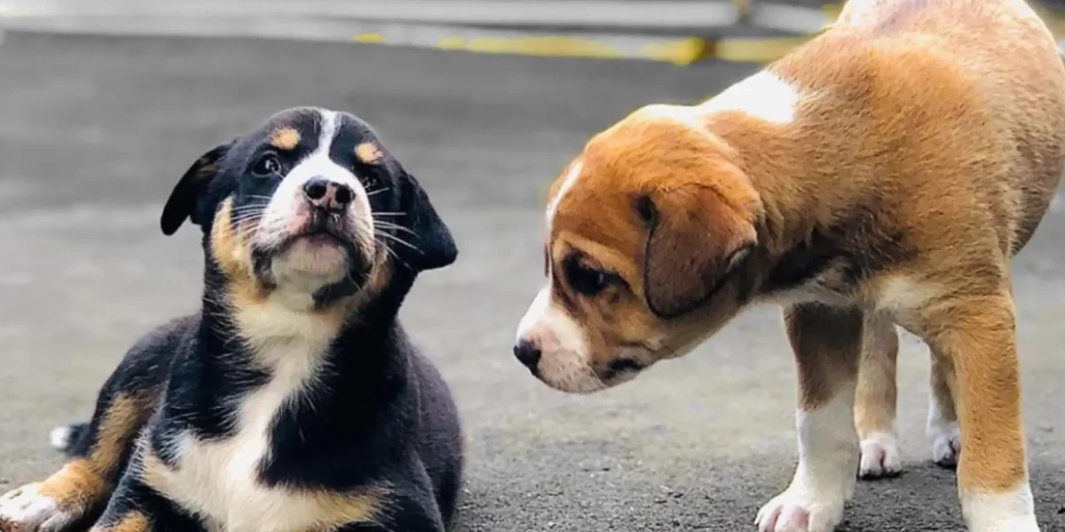 Top 10 Common Myths About Stray Dogs in India Real Facts