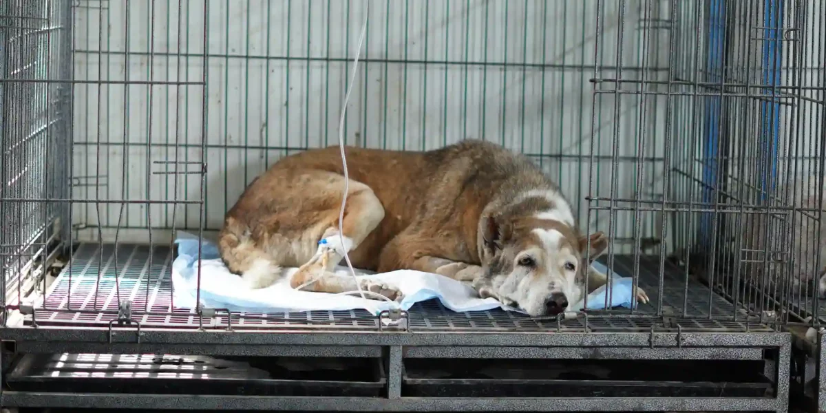 Dog Rescue