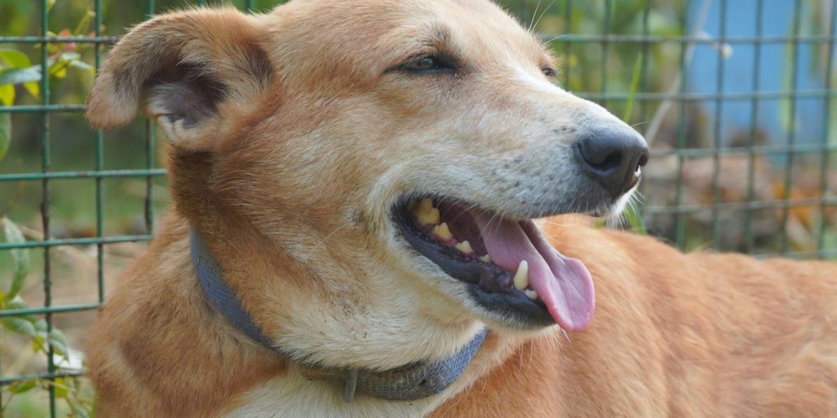 Desi Dogs