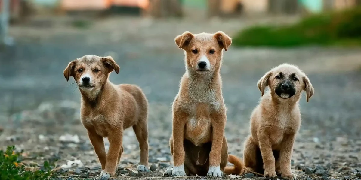 Indie Dogs