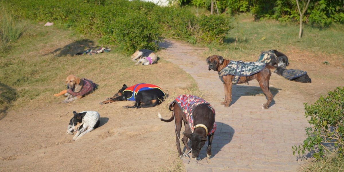Street Dogs