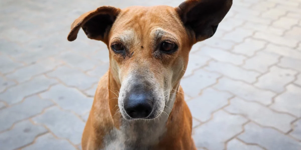 Indian Pariah Dog