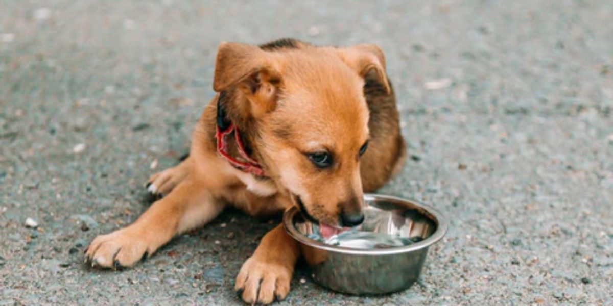 Dog Food Donation: Donate Online for Delhi Street Dogs