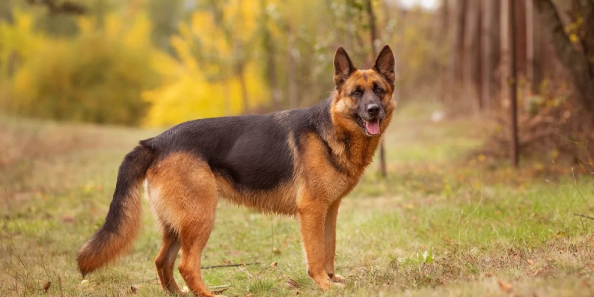 German Shepherd