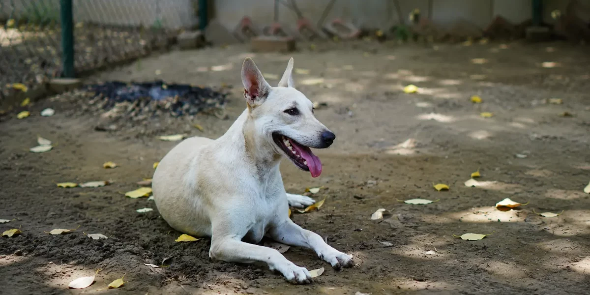 indias-indie-dogs-native-dog-breeds-of-india