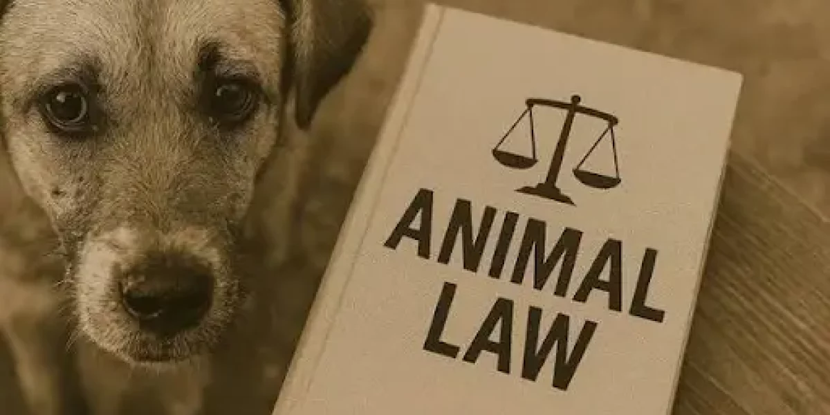 Animal Welfare Law in India
