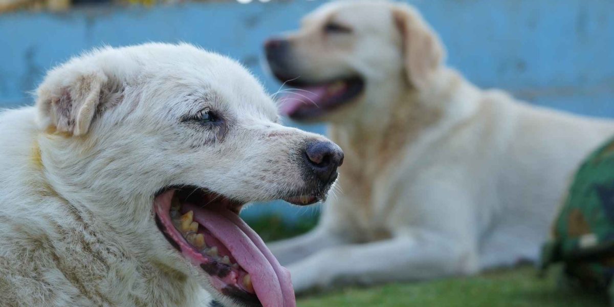 Pet Adoption